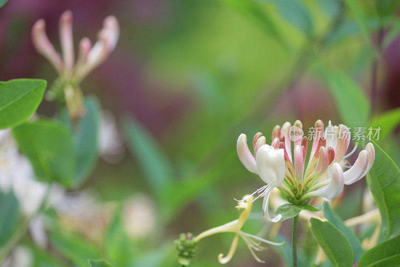 金银花蔓生植物(lonicera sempervirens)的图像，白色和奶油色的花，生长喇叭日本金银花植物在观赏花园季节性开花和模糊的绿色园艺背景/空白文本